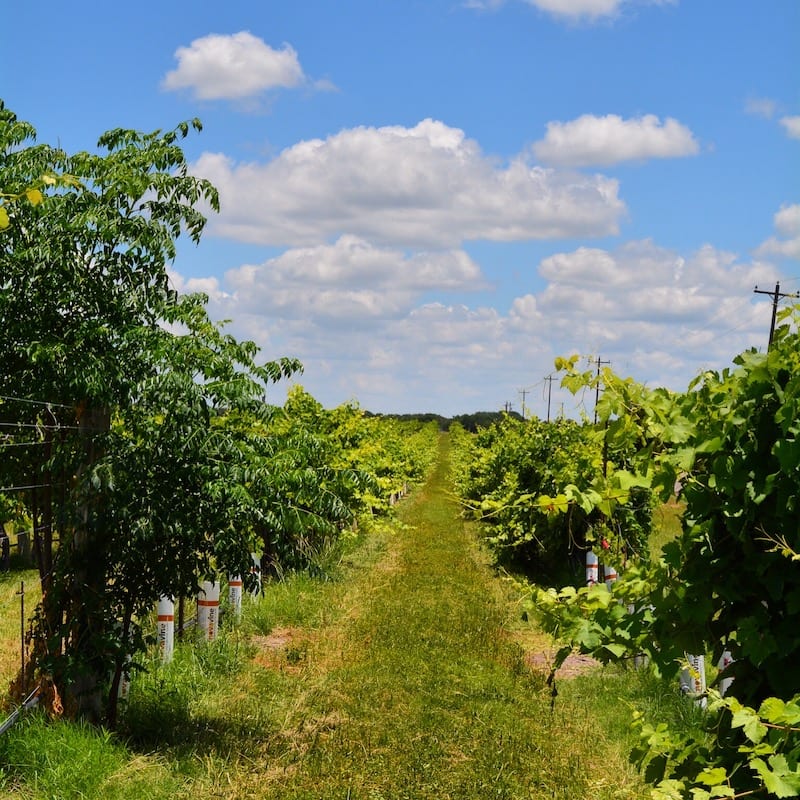 Texas Hill Country Wineries