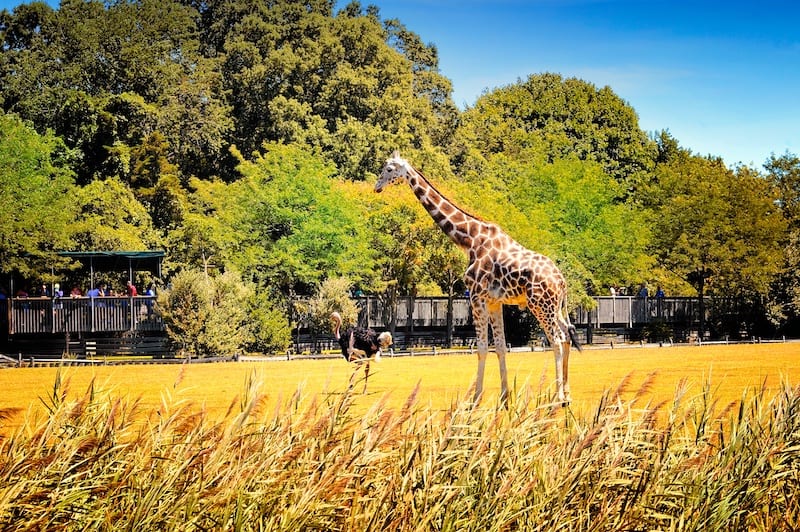 Things to do in New Jersey Cape May Zoo