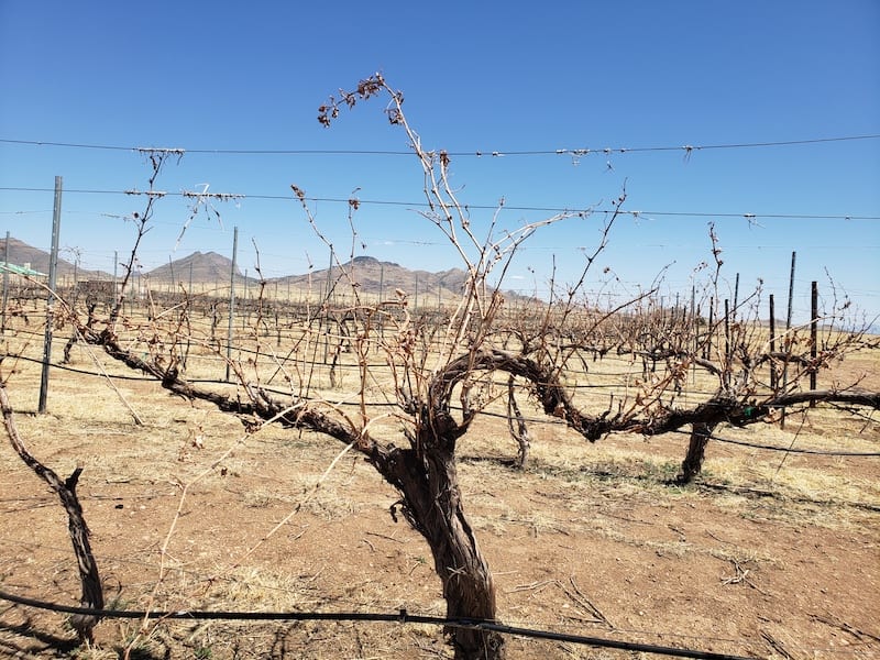 Vineyards in Willcox AZ
