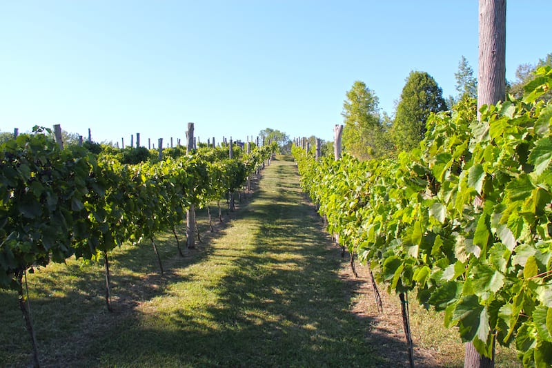 Simon Creek Vineyard in Sturgeon Bay.