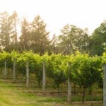 Pennsylvania Wineries - Galer Estate Vineyard and Winery
