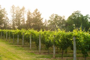 Pennsylvania Wineries - Galer Estate Vineyard and Winery