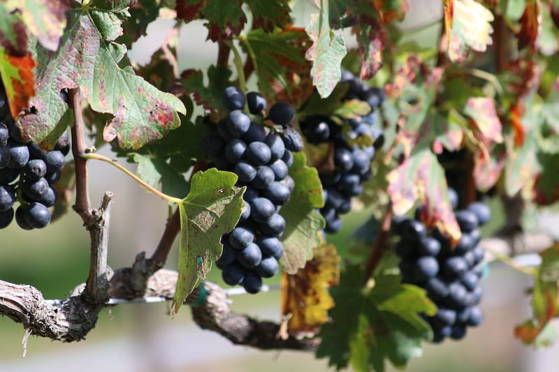 Mexcian wine grapevines at valle de guadalupe wineries