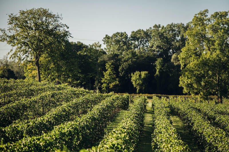 Michigan Wineries, Youngblood Vineyard