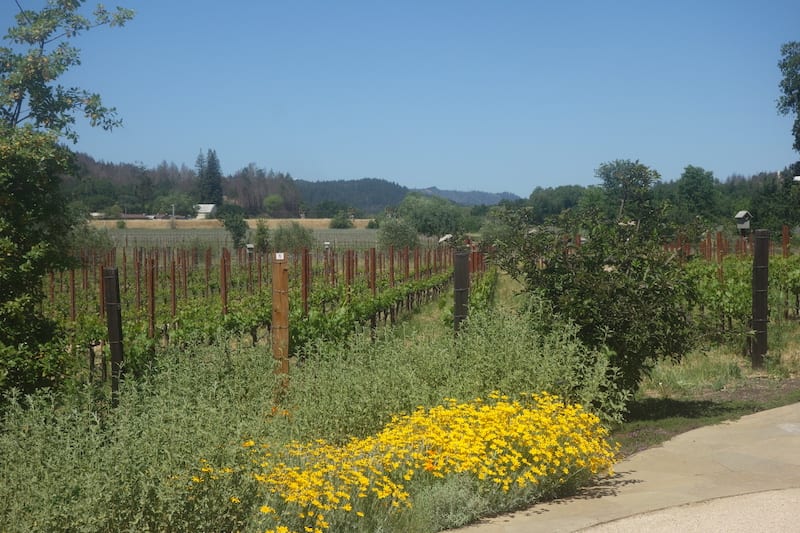 St Helena Wineries - wine tasting