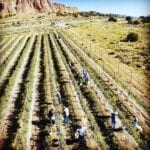 Vivo VINO! Top New Mexico Wineries to Pour Into