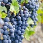 Cabernet Sauvignon Red Wine Grapes on the Vine