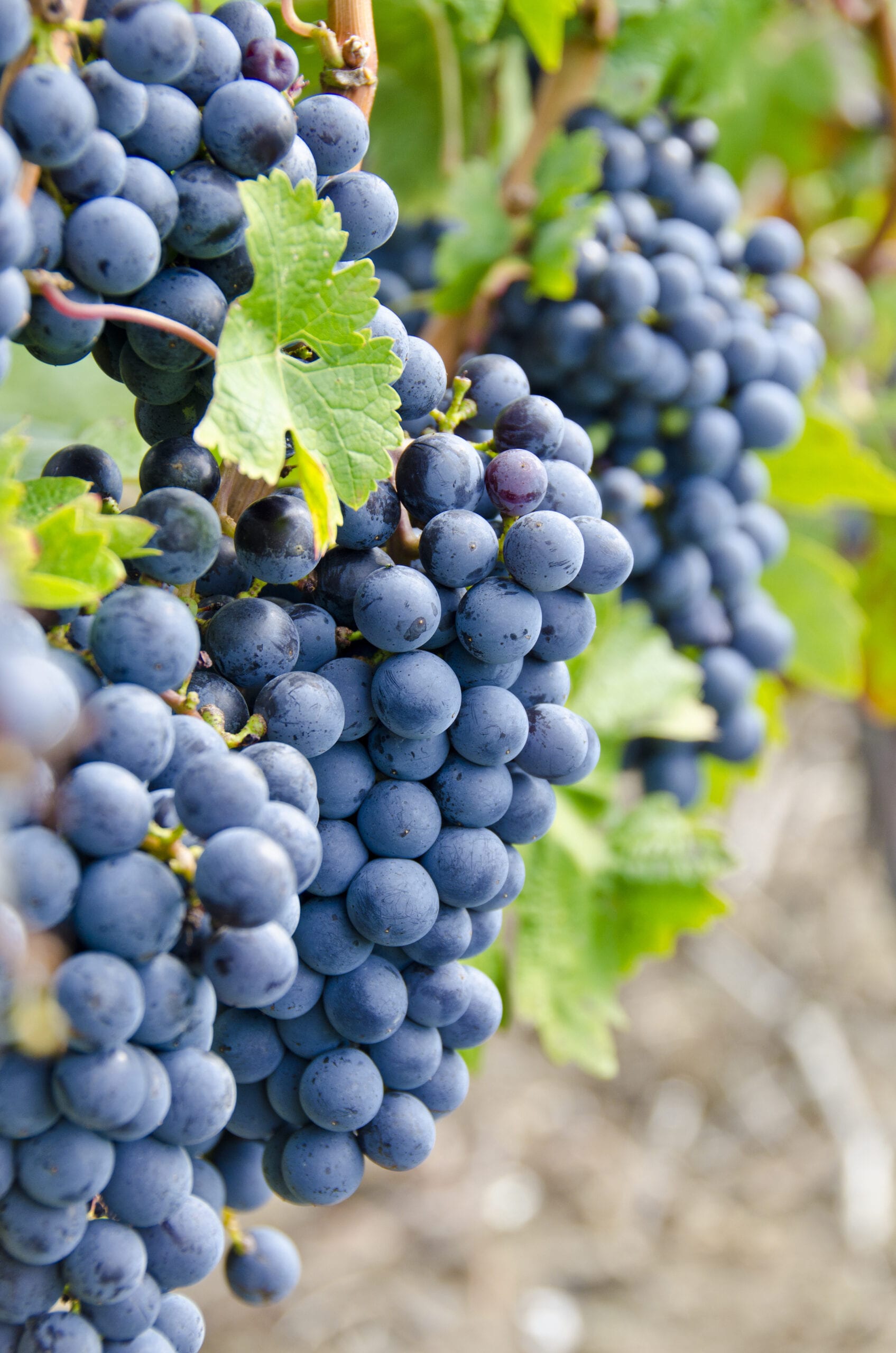 Cabernet Sauvignon Red Wine Grapes on the Vine