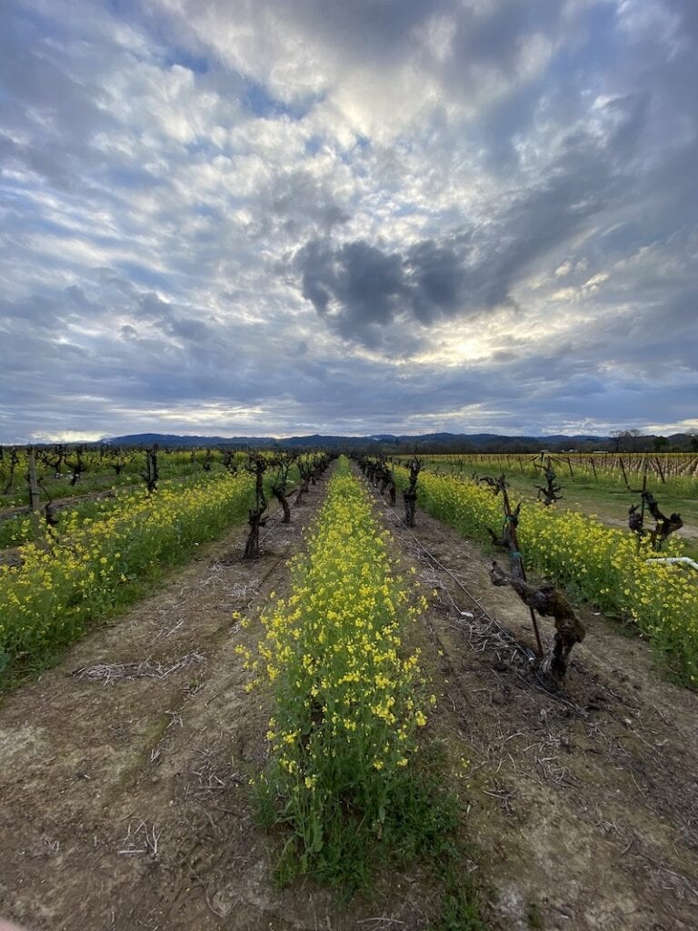 Sonoma Wineries Aperture Cellars by Collin Smith