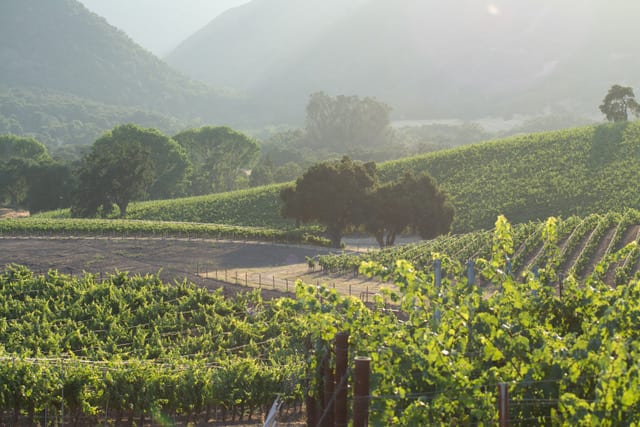 Monterey Wine Tasting - Bernardus Marinus Vineyard, Photo by Bernardus