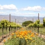 Monterey Wine Country: Go For The Chardonnay, Stay For The Pinot