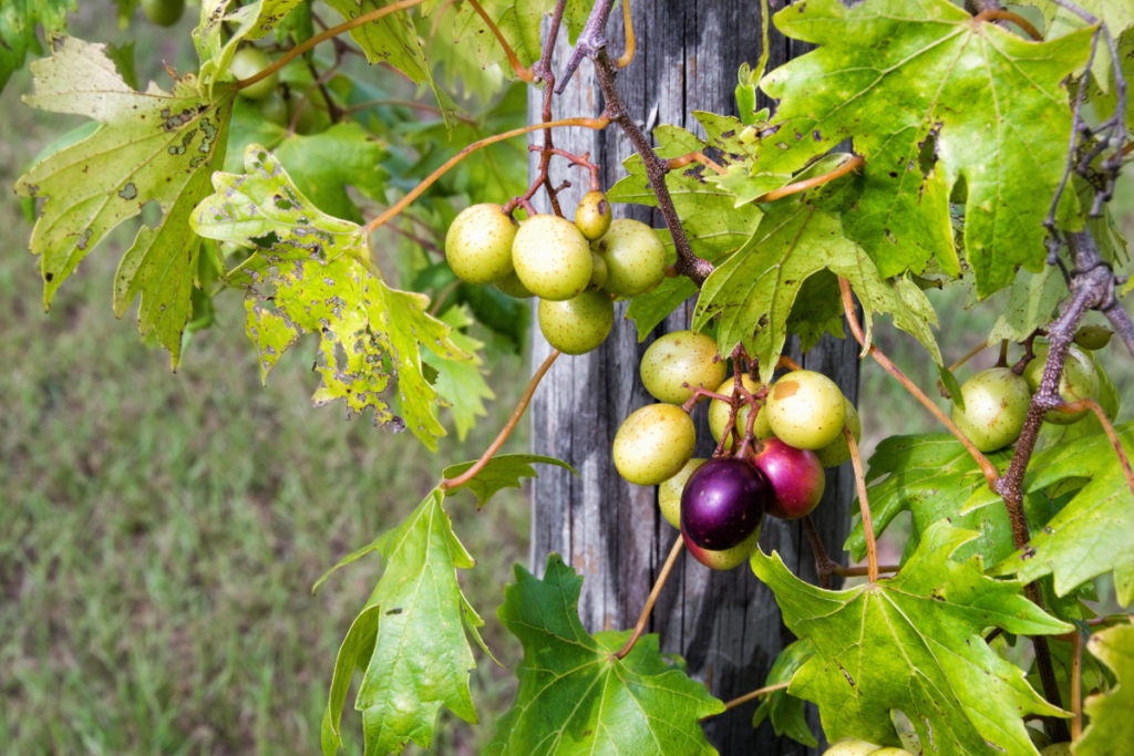 Scuppernong grape - North Caroline Wine Country