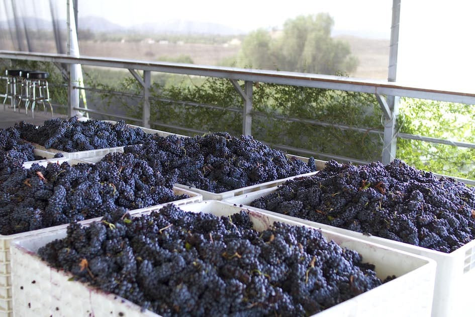 Temecula Wineries - Doffo Estate Grapes at Harvest by Doffo Vineyard