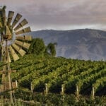 Temecula Wineries to Vist - Doffo Vineyard