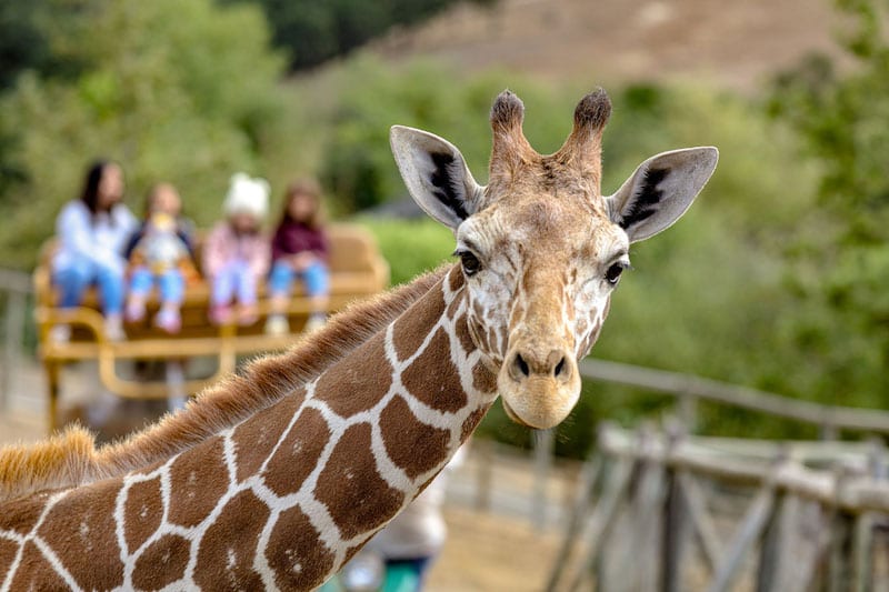 Where to stay in Sonoma Safari West