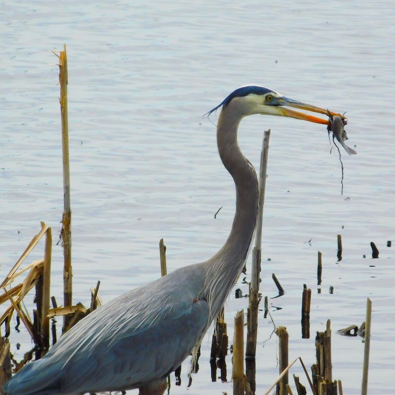 Finger Lakes - Montezuma Wildlife Refuge