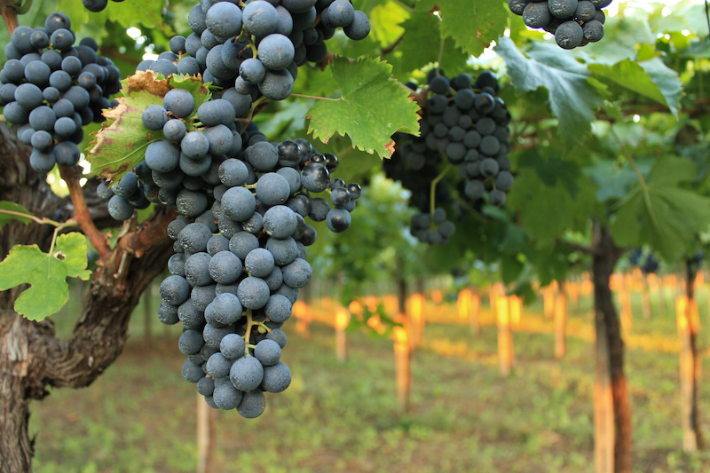 Getting to know the Montepulciano grape and its wines