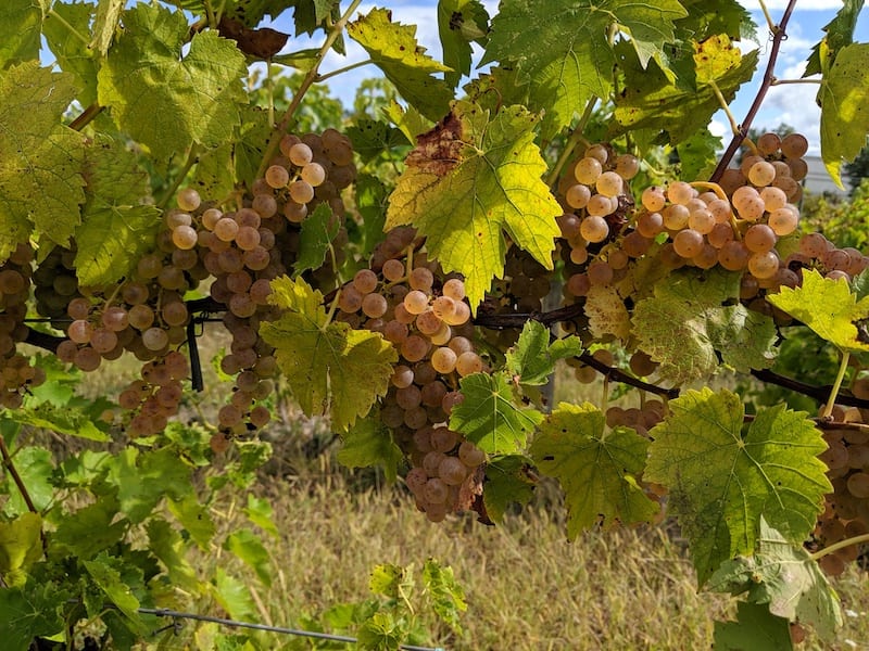 Ohio Wineries - Klingshirn Winery