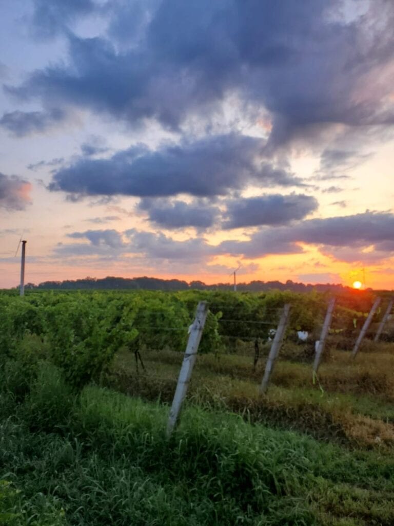 Ohio Wineries - Ferrante Winery