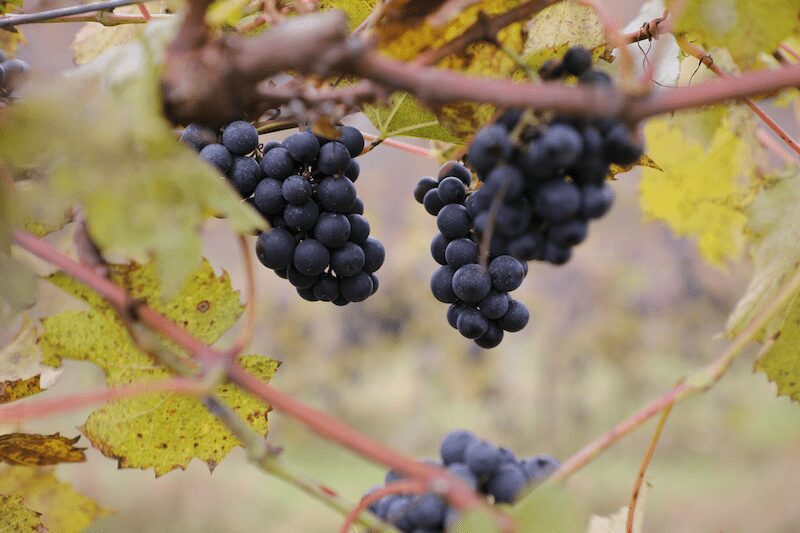 Vermont Vineyard Grapes credit Vermont Department of Tourism