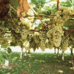 albarino grapes