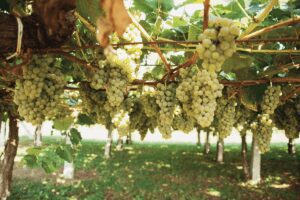 albarino grapes