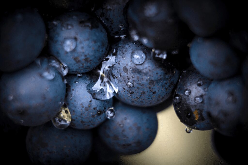Understanding the Gamay Grape and Wines Produced