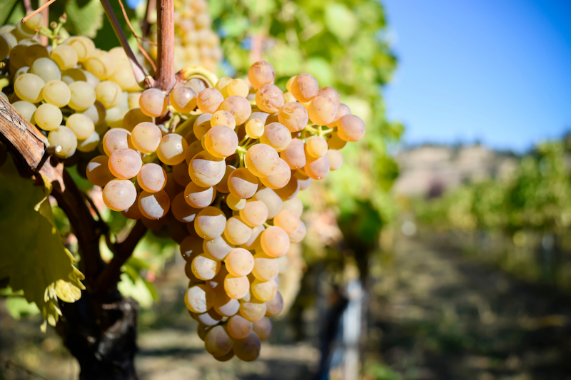 viognier grape