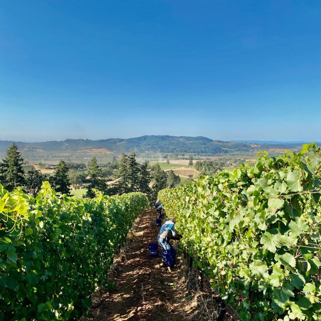 Adelsheim Vineyards is one of the Willamette Valley wineries not to miss