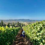 Adelsheim Vineyards is one of the Willamette Valley wineries not to miss