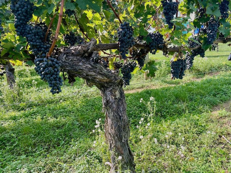 Lancaster wineries - Cassel Vineyards