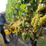 Top 5 Long Island Wineries to Uncork