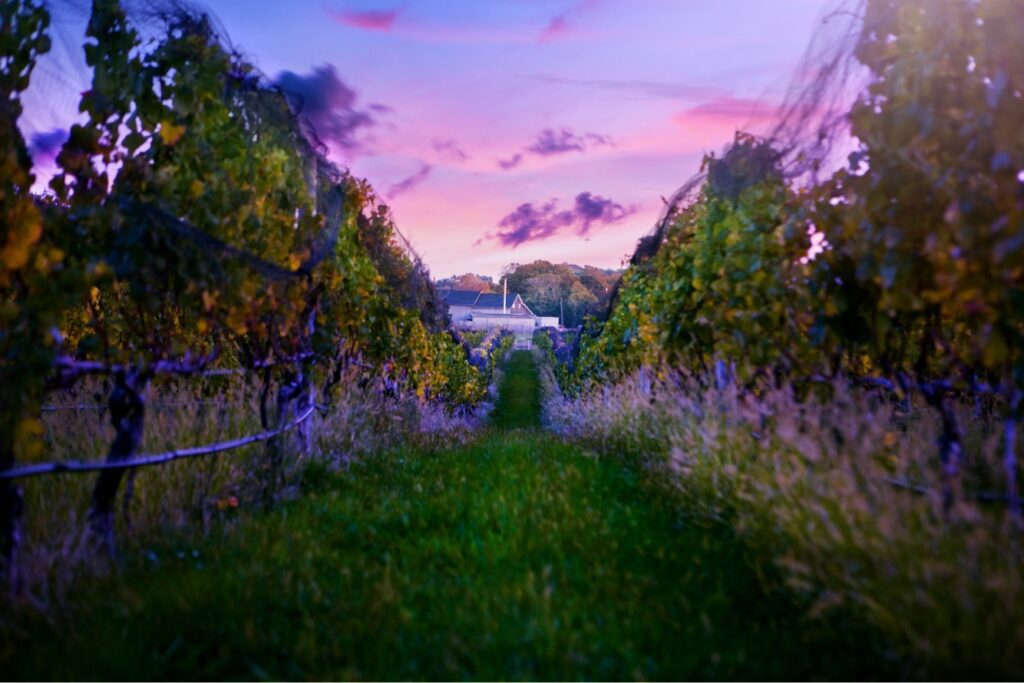 Long Island Wineries - Macari