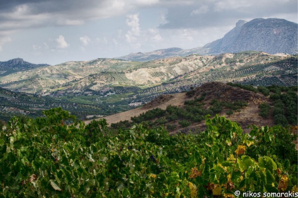 Wineries in Crete Greece - Lyrarakis Winery