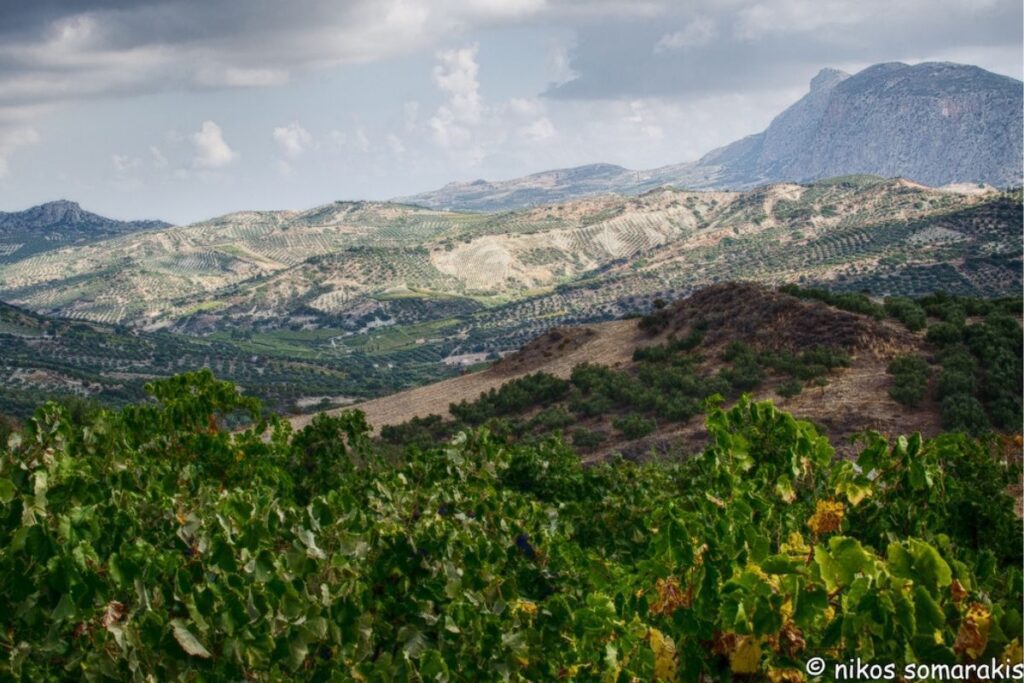 https://carpe-travel.com/wp-content/uploads/2021/12/Lyrarakis-Winery-Mandilari.Plakoyra.Vineyard.2-1024x683.jpg