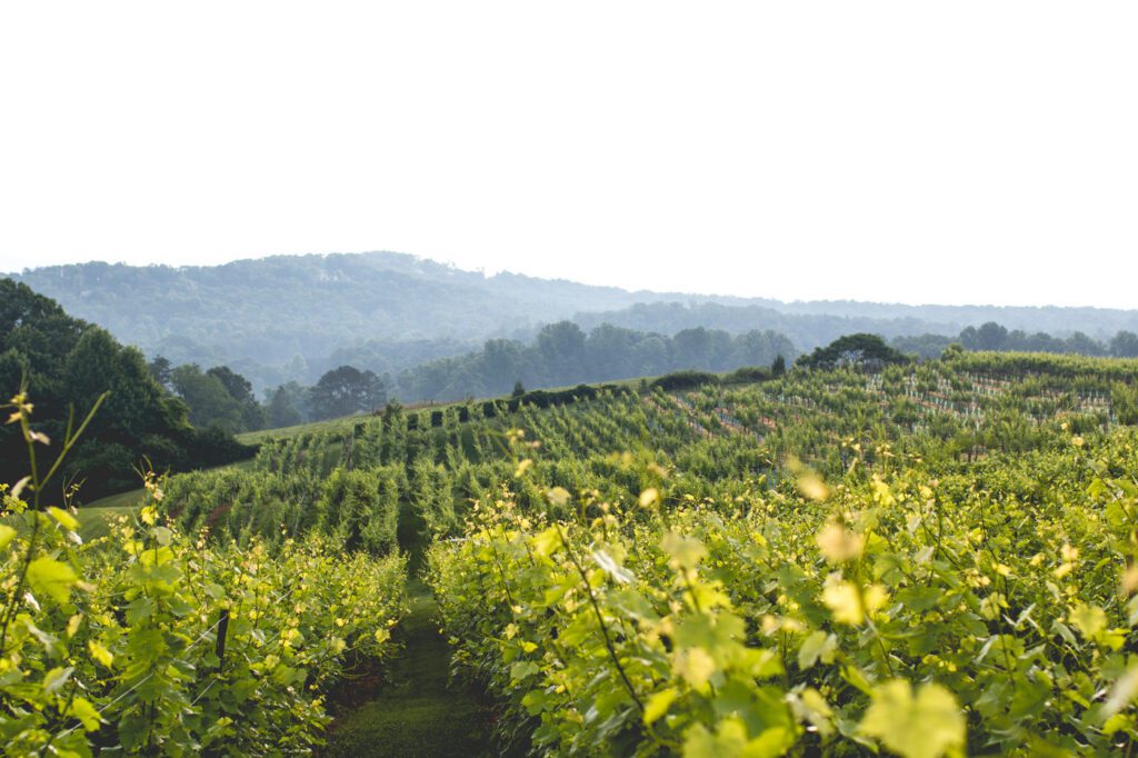 Wineries in Georgia - Kaya Vineyard and Winery in Dahlonega
