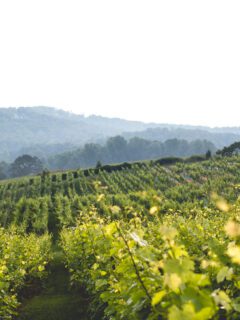 Wineries in Georgia - Kaya Vineyard and Winery in Dahlonega