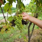 Time to Uncork West Tennessee Wineries