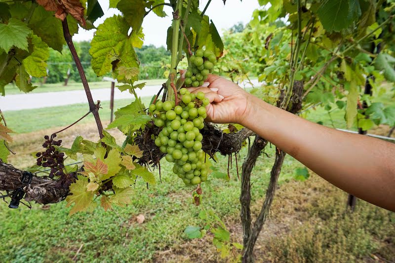 Amber Falls Winery and Cellars in Hampshire - Tennessee Winery
