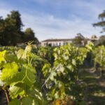 Sip in the History of Bordeaux
