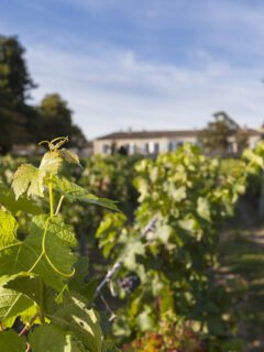 Bordeaux Wine Travel - Chateau Magnol Vineyards