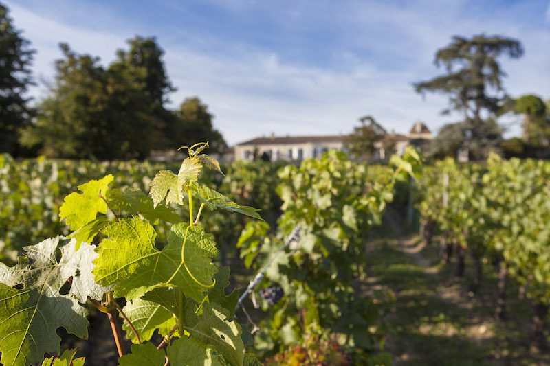 Bordeaux Wine Travel - Chateau Magnol Vineyards