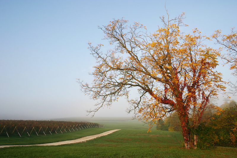 Indiana Wineries Creekbend Vineyard, Photo provided by Oliver Winery and Vineyards
