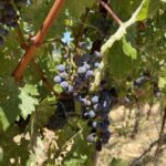 Mendocino Wine Country grapes