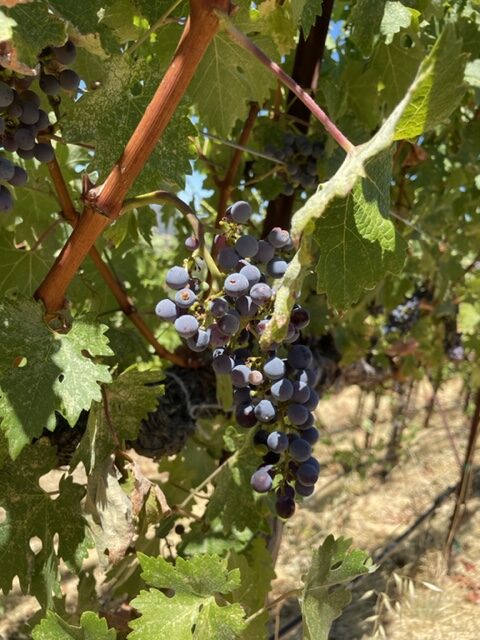 Mendocino Wine Country grapes