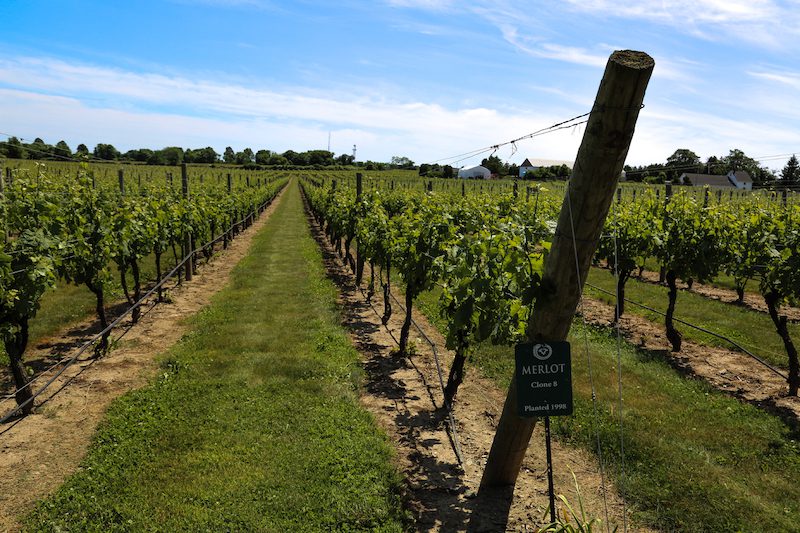 Newport Vineyards - Rhode Island Wineries to visit