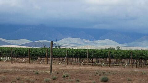 views of Zarpara Vineyards in Arizona wine country