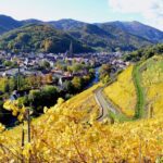 A Beginner’s Guide to Alsace Wines and the Alsace Wine Route
