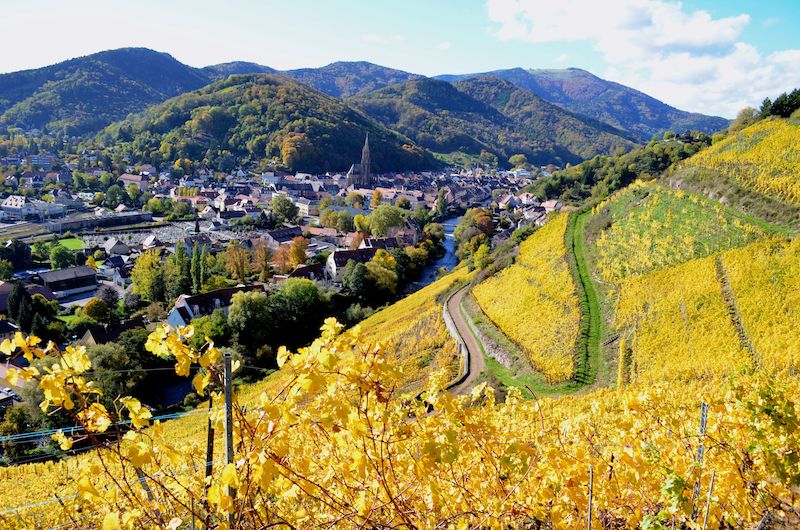 Alsace wine