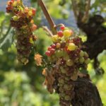 Terre Bianche - Liguria wines